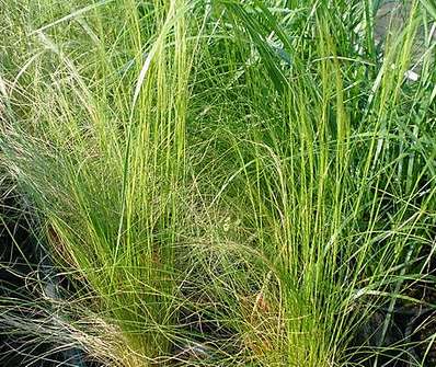 Kavyl - Stipa arundinacea Pheasant Tails