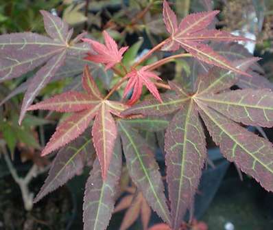 javor - Acer palmatum 'Atropurpureum'..