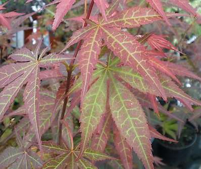 javor - Acer palmatum 'Atropurpureum'..