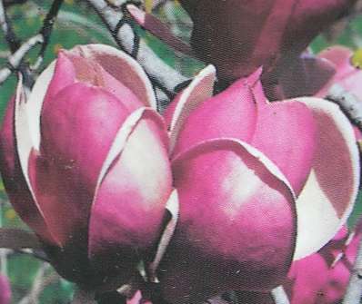 šácholan - Magnolia soulangeana 'Lennei'