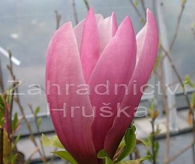 šácholan - Magnolia soulangeana 'Rustica Rubra'