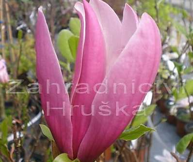 šácholan - Magnolia soulangeana 'Rustica Rubra'