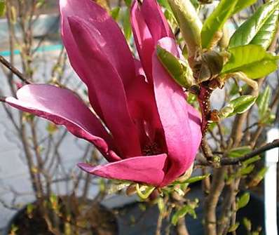 šácholan - Magnolia liliflora 'Susan'.