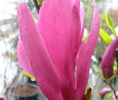 šácholan - Magnolia liliflora 'Susan'.