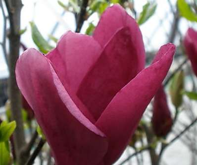 šácholan - Magnolia liliflora 'Susan'.