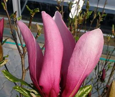 šácholan - Magnolia liliflora 'Susan'.