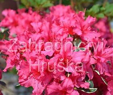 Azalea japonica 'Silver Sword'