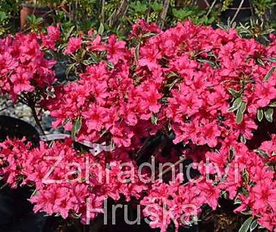 Azalea japonica 'Silver Sword'