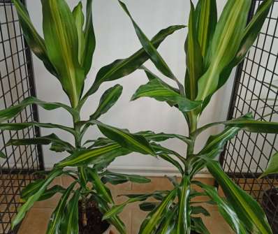 Dracena