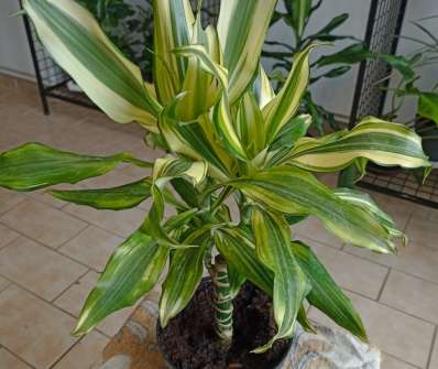 Dracena