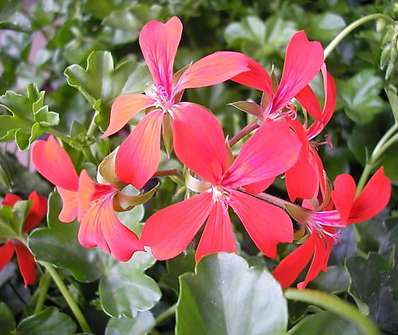 Pelargonium peltatum