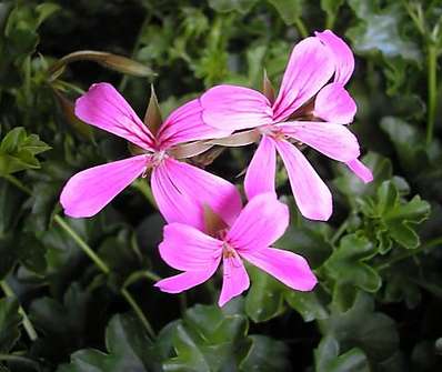 Pelargonium peltatum