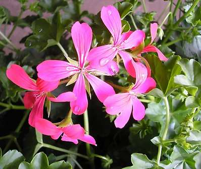 Pelargonium peltatum