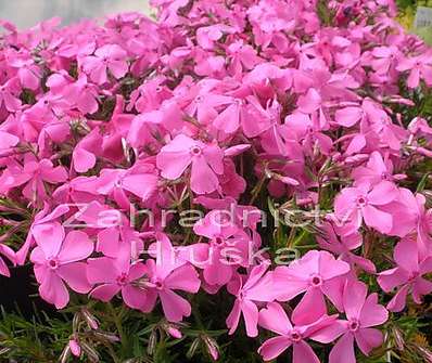 Phlox MacDaniels Cushion