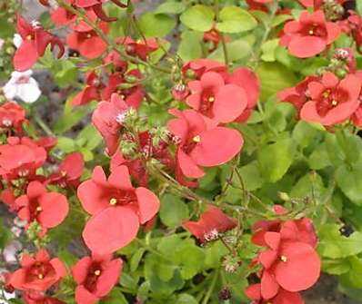 Diascia