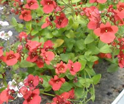 Diascia