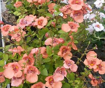 Diascia