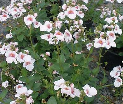 Diascia