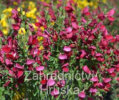 čilimník - Cytisus 'Boscop Ruby'