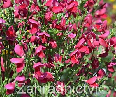 čilimník - Cytisus 'Boscop Ruby'