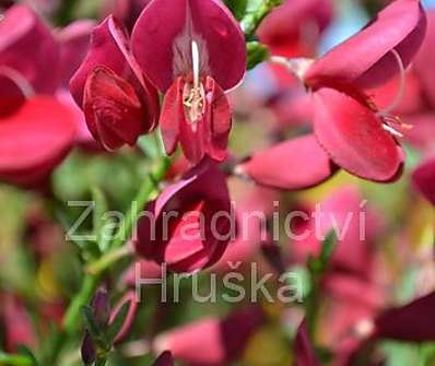 čilimník - Cytisus 'Boscop Ruby'