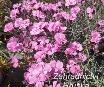 Dianthus grant. Pink Jewel