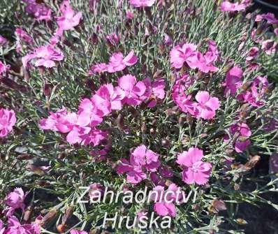 Dianthus grant. Pink Jewel