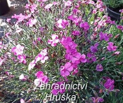 Dianthus grant. Pink Jewel