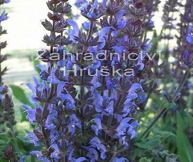 Salvia nemorosa Blue Bouquetta