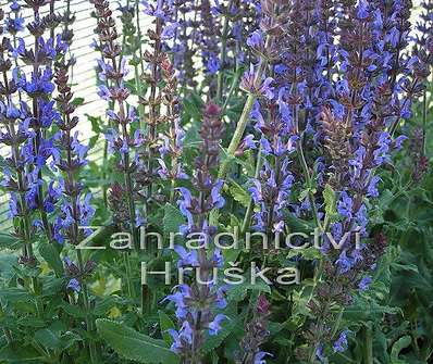 Salvia nemorosa Blue Bouquetta