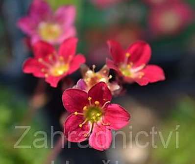 Saxifraga arendsii Peter Pan