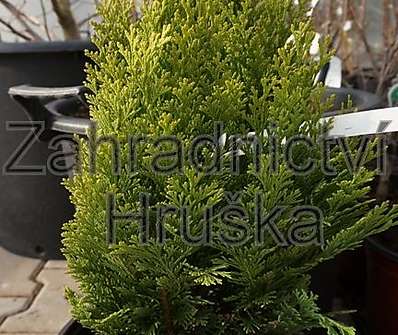 cypřišek - Chamaecyparis lawsoniana 'Minima Aurea'