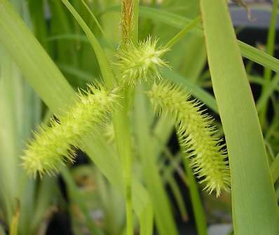 Carex pseudocyperus