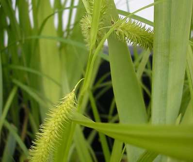 Carex pseudocyperus