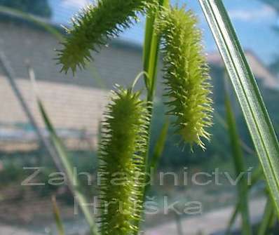 Carex pseudocyperus