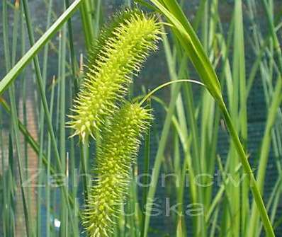 Carex pseudocyperus