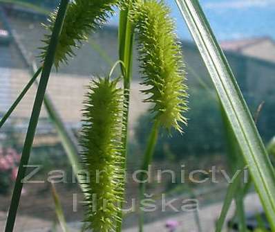 Carex pseudocyperus