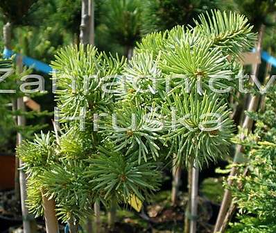 jedle - Abies concolor 'Nana Kalouš'