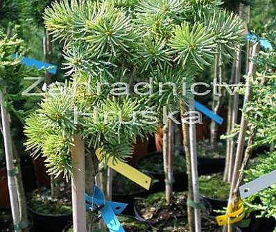 jedle - Abies concolor 'Nana Kalouš'