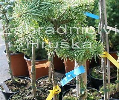 jedle - Abies concolor 'Nana Kalouš'