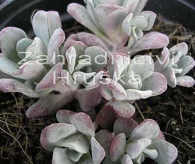 Sedum spathulifolium Purpureum