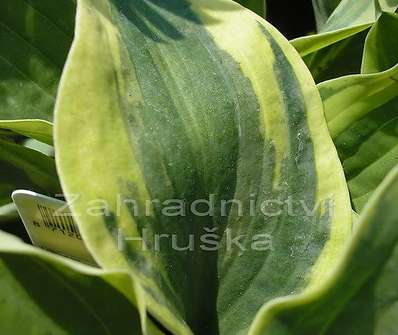 bohyška - Hosta 'Wide Brim'