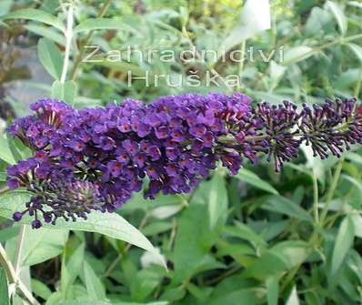 komule - Buddleja davidii 'Black knight'.