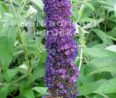 komule - Buddleja davidii 'Black knight'.