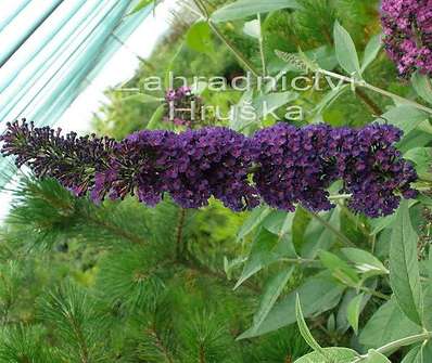 komule - Buddleja davidii 'Black knight'.