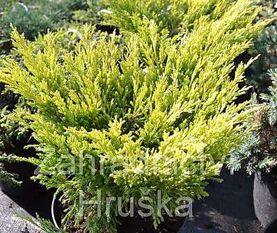 jalovec - Juniperus horizontalis 'Lime Glow'