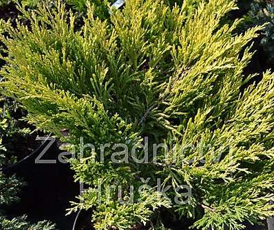 jalovec - Juniperus horizontalis 'Lime Glow'