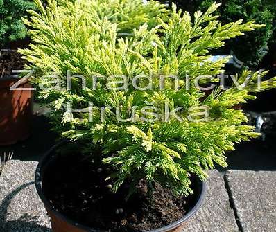 jalovec - Juniperus horizontalis 'Lime Glow'