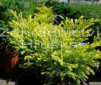 jalovec - Juniperus horizontalis 'Lime Glow'