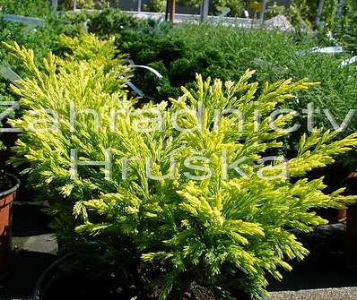 jalovec - Juniperus horizontalis 'Lime Glow'